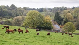 Nitrogen Recommendations for Grassland